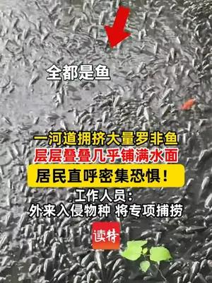 一河道拥挤大量罗非鱼 层层叠叠几乎铺满水面 居民直呼密集恐惧