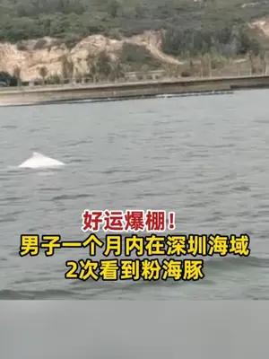 男子一个月内在深圳海域2次看到粉海豚