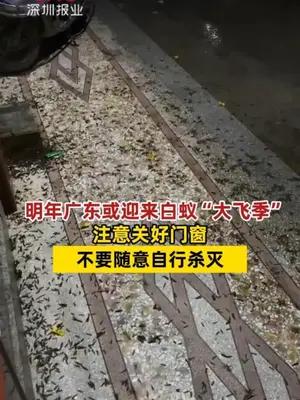 明年广东或迎来白蚁“大飞季”