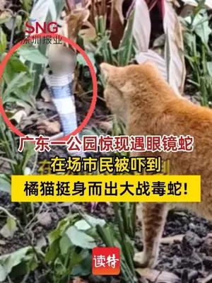 市民在公园散步遇橘猫大战眼镜蛇