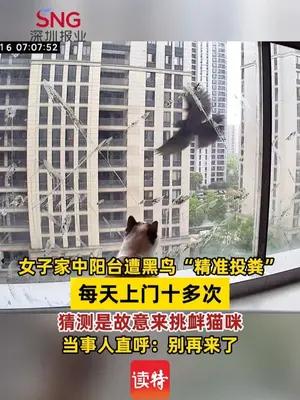 女子家中阳台遭黑鸟“精准投粪”，猜测是故意来挑衅猫咪