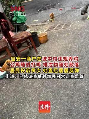 【商户在城中村长期违规养鸡扰民，街道联合多部门查处】#深圳dou知道