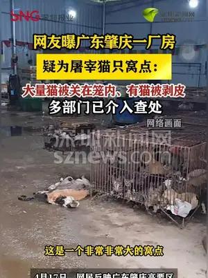 网友曝广东肇庆一厂房疑为屠宰猫只窝点 多部门已介入查处