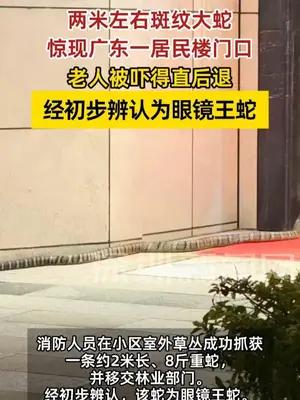 广东一居民楼门口惊现眼镜王蛇 老人被吓得直后退