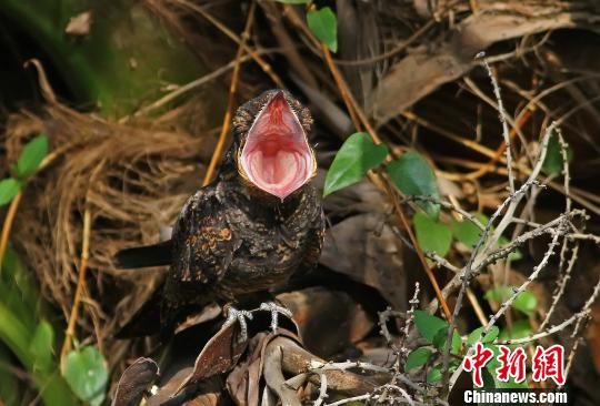 机关枪夜鹰强势回归满城尽是哒哒声