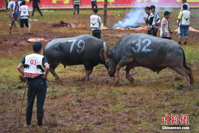 昆明石林上演牛王争霸