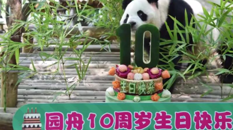 【视频荟萃】大熊猫“园舟”：“我今天10岁了！”
