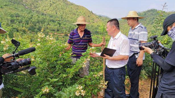 相比,中药材牛大力种植可以算是陆丰市八万镇吉水村的地方优势产业