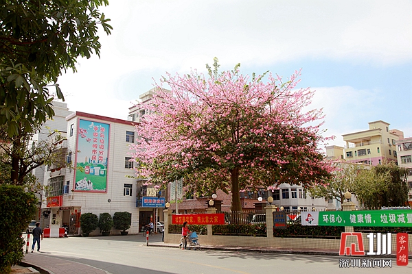 in视频|一起领略龙岗区平湖街道上木古社区"文明城中村"_深圳新闻网