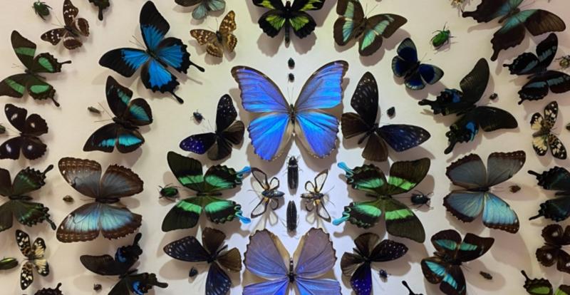 【文化深圳】深圳“穿花点水飞——走进繁盛的昆虫世界”展览展出100余盒珍贵标本