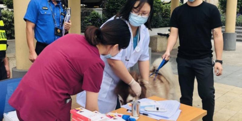【民生实事】深圳：11月起未注射犬只芯片将受罚