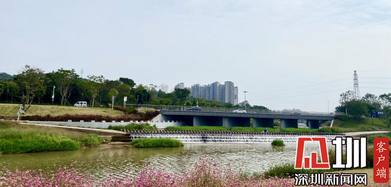 "趣"茅洲河碧道光明段,找寻"野趣"治水美景