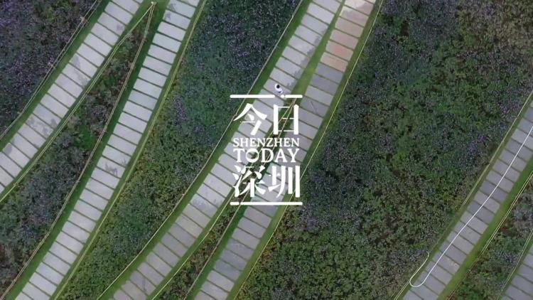 广东深圳湾公园秋意渐浓
