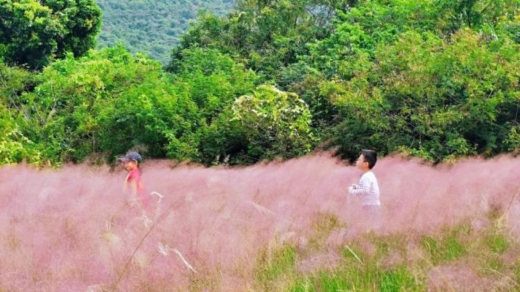 广东深圳大鹏新区禾塘湿地园