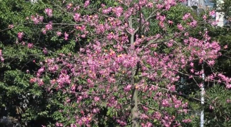 【百灵·靓】深圳：冬日暖阳，来龙岗赴一场樱花木棉之约！
