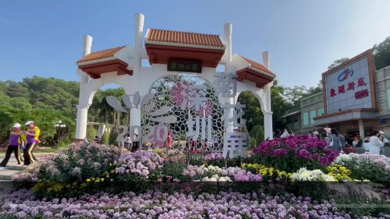 【百灵·靓】深圳东湖公园：清新别致的菊花展，给你不一样的秋日浪漫