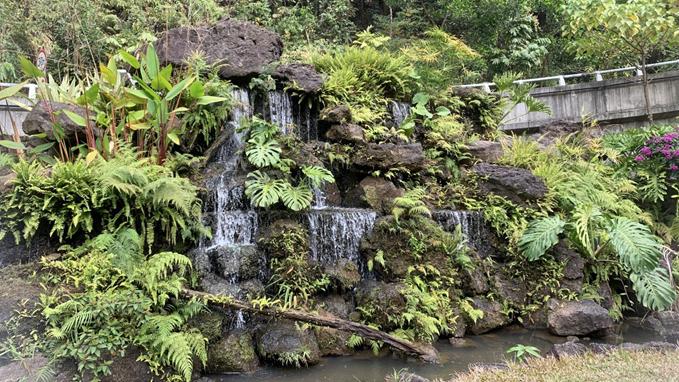 【百灵·靓】深圳仙湖植物园蕨类中心和幽溪12月免费对外开放