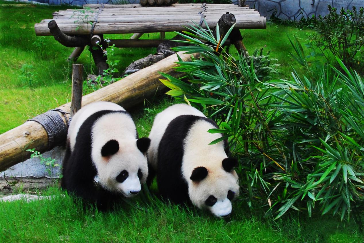 上海野生动物园图片