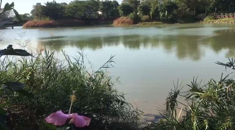 【旅游通】深圳福田红树林生态公园：微风熏得游人醉，粼粼湖面携风迎