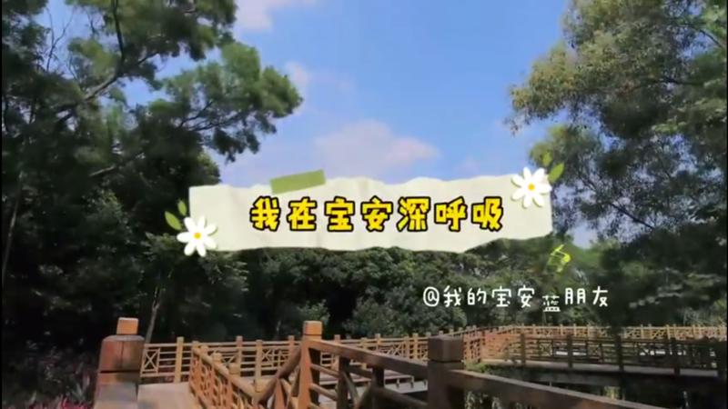 【百灵·靓】深圳：蓝天之下活力满满，我在宝安深呼吸
