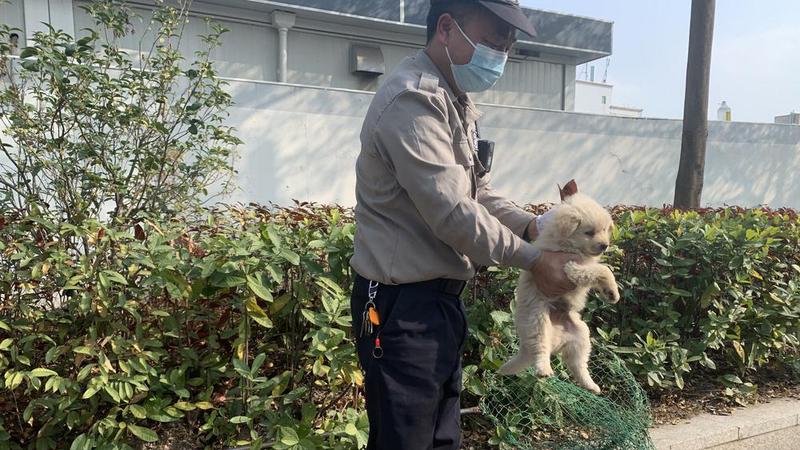 【民生实事】落实文明养犬，深圳开展工业园区“睦犬行动”