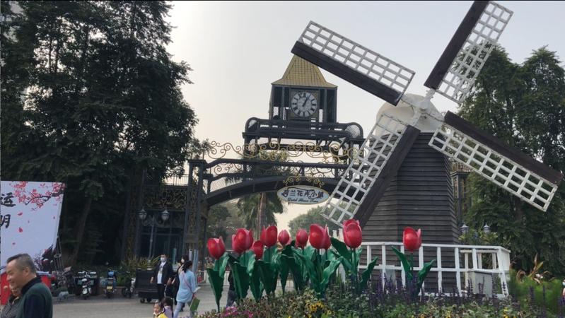 【民生实事】带你打卡深圳荷兰花卉小镇花市，开启“买买买”模式！