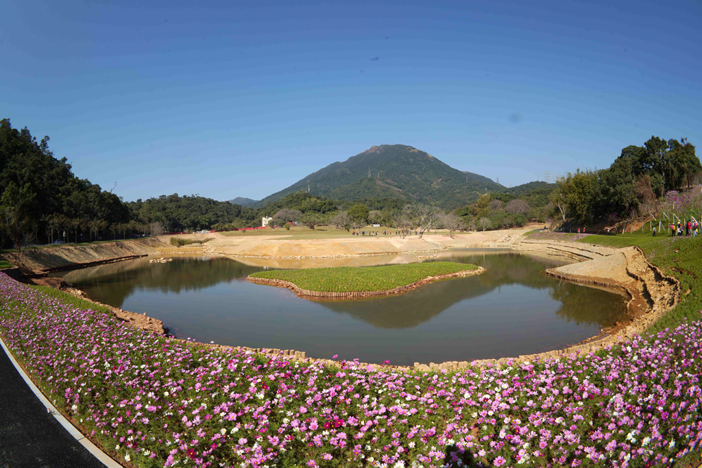 据了解,目前广东梧桐山国家森林公园集中分布的野生吊钟花超10万株万