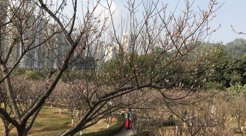 【大美深圳】深圳梅林片区上千株梅花绽放 正是赏花佳期