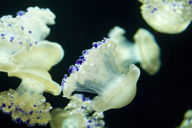 紧急提醒:警惕,有毒!广东已发生多起