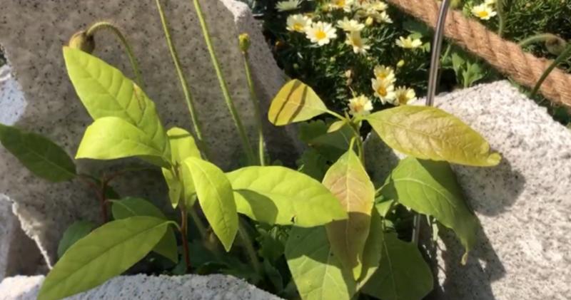 【大美深圳】春节到深圳福田赏“牛”姓植物