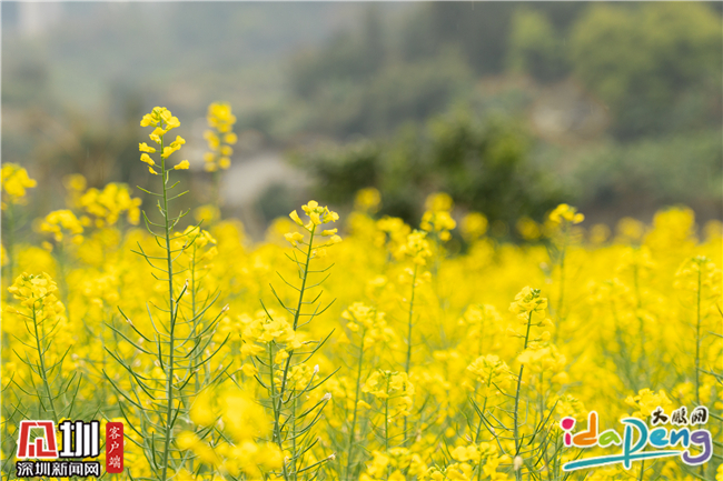 免费观赏大鹏百亩油菜花惊艳盛放