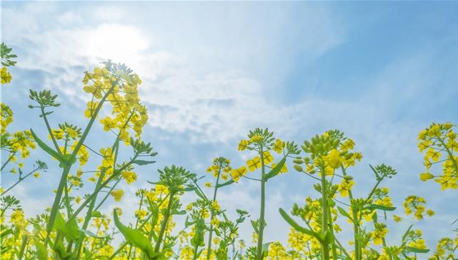 广东深圳大鹏新区：百亩油菜花惊艳盛放