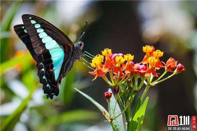 盐田相册春暖大地深圳盐田半山公园带蜂蝶起舞