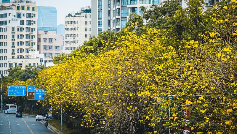 【大美深圳】在深圳街头“醉入”春日黄花世界
