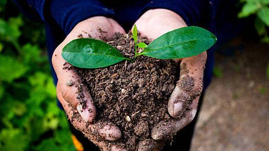 【大美深圳】2021年公益植树节 一起守护城市“绿意”