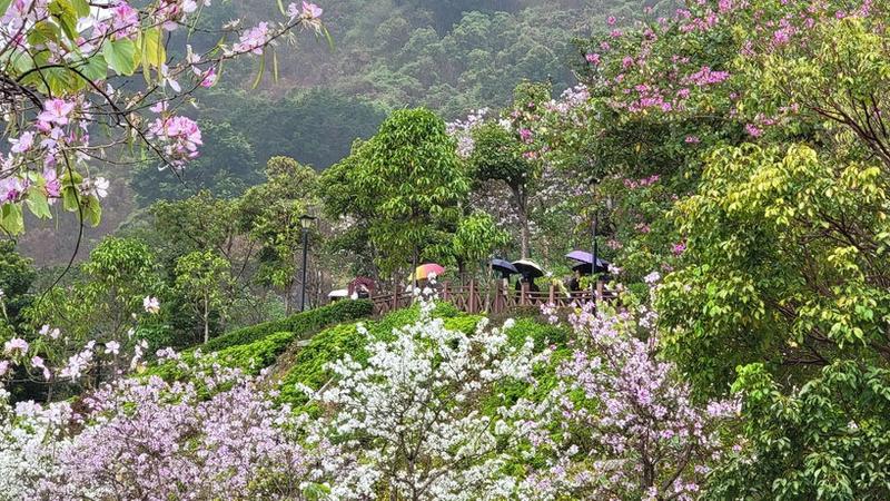 【大美深圳】深圳蛇口赤湾：繁花绽放，千朵万朵压枝低