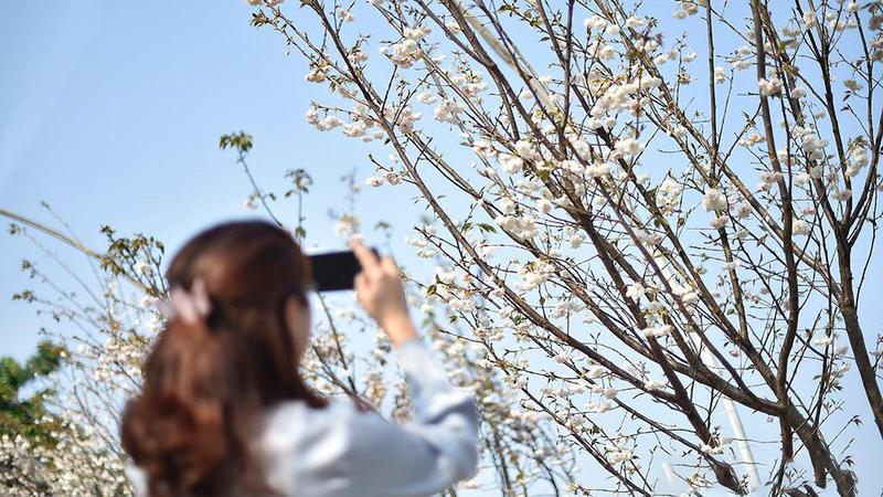 【大美深圳】浪漫深圳：樱花朵朵开 春风拂面来