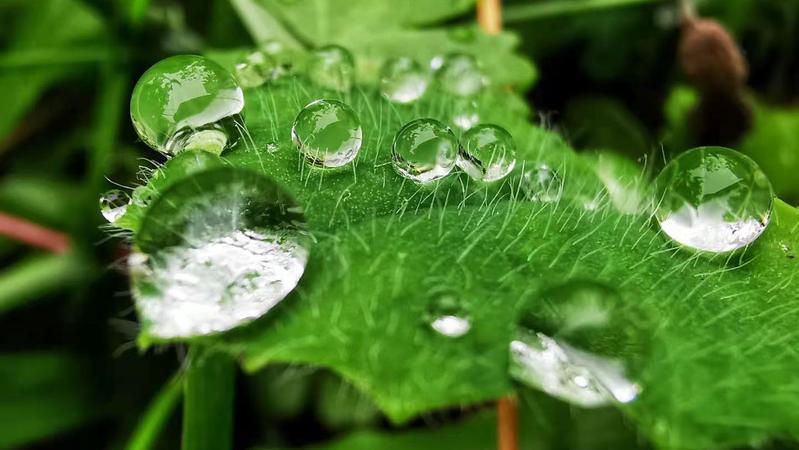 【大美深圳】深圳春日别样风景：雨珠晶莹 闪烁欲滴