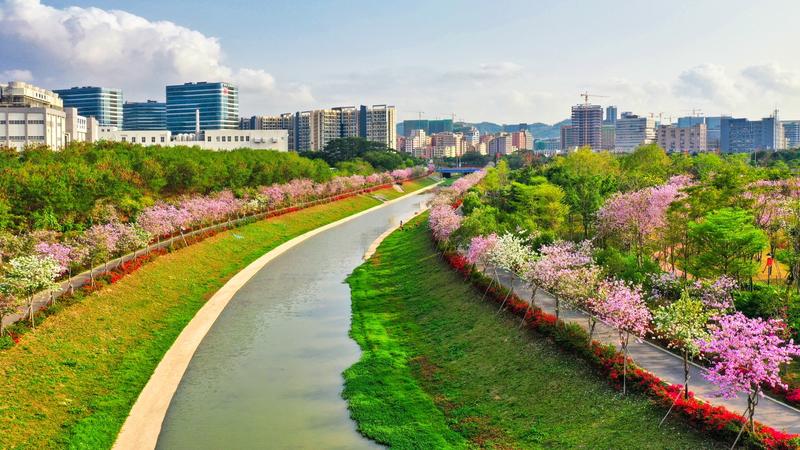 【大美深圳】深圳光明鹅颈水沿线：春暖花开 繁花似锦