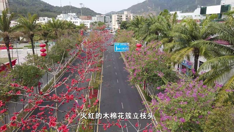 【百灵·靓】三月，花开满枝的木棉花“染红”了深圳大鹏新区中山路