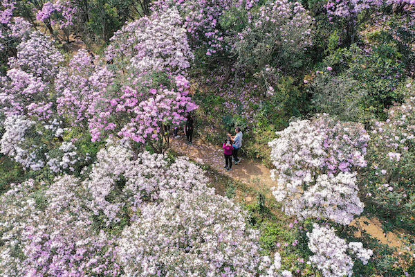 vr全景航拍梧桐山杜鹃花海惊艳来袭
