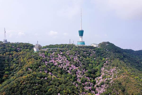 vr全景航拍梧桐山杜鹃花海惊艳来袭