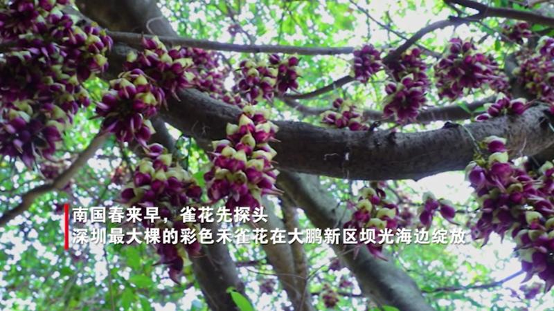 【百灵·靓】惊艳！禾雀花飞舞 如同“紫色瀑布”在深圳大鹏绽放！