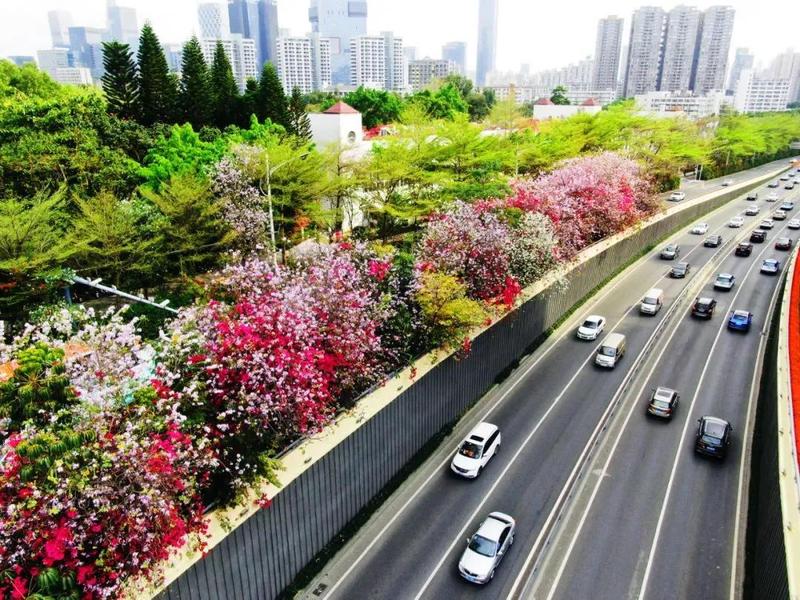 【社会治理】深圳南山6项专项行动优化交通环境