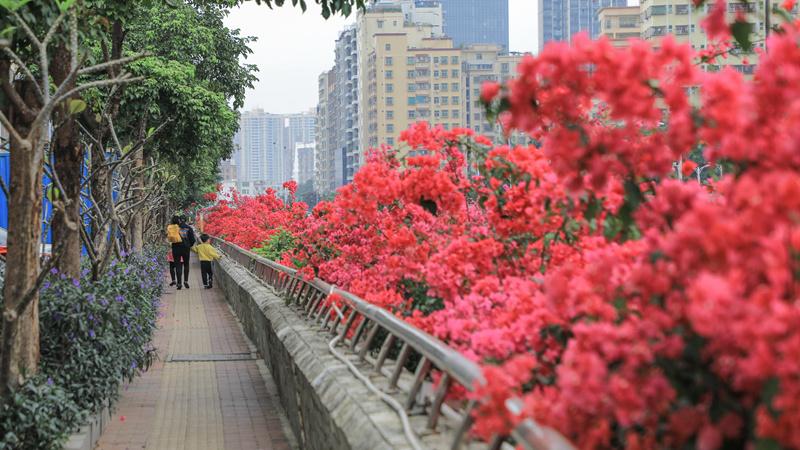 【大美广东】深圳：春至西乡河畔，醉了人间芳菲
