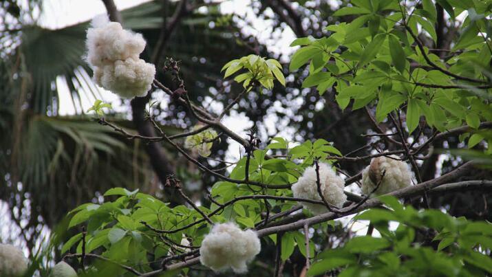 【大美深圳】深圳木棉花絮飘飞 来看一场“夏雪”