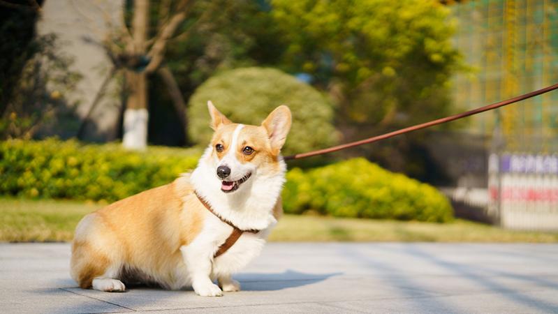 新《动物防疫法》实施首月 街上遛狗不系绳的人还多吗？