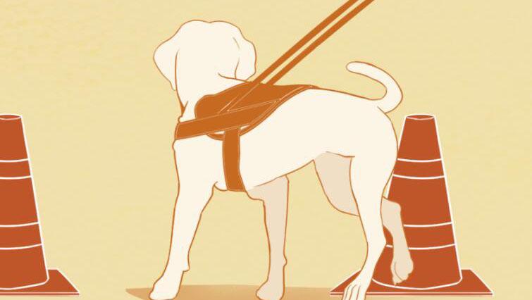 原创漫画|一只导盲犬的自白：让我带主人去更多更远的地方