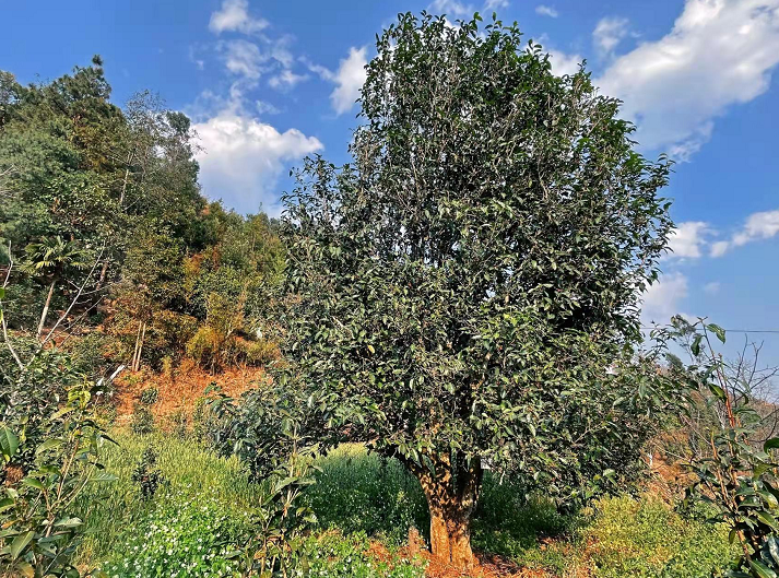 古树红茶积淀千年滇红瑰宝享誉世界