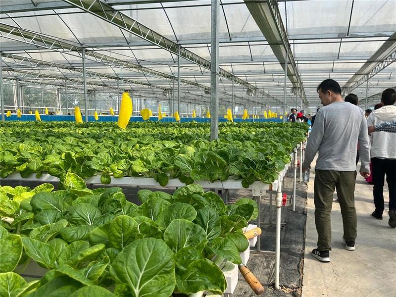 每月生产供港蔬菜30吨，走进开平市首个供港澳蔬菜生产基地